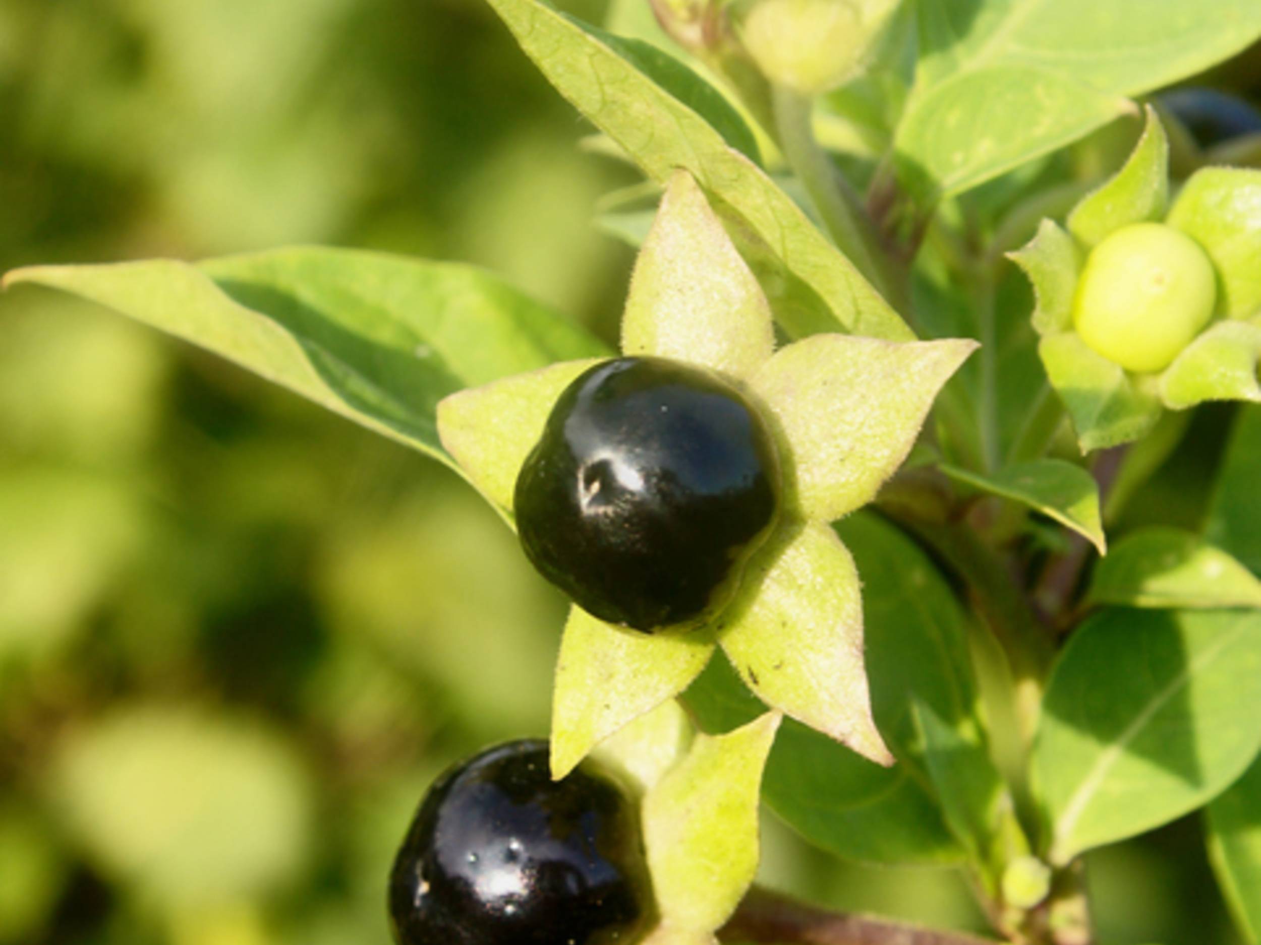 Belladonna Pflanze und schwarze Beere