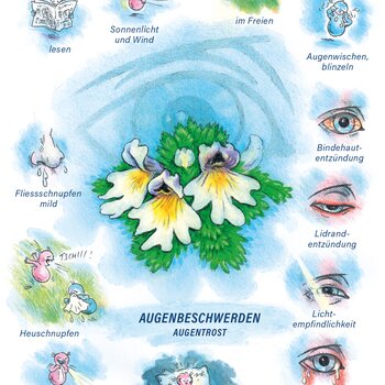 Arzneimittelbild Euphrasia. Augenbeschwerden, Augentrost.