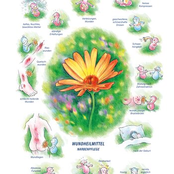 Arzneimittelbild Calendula. Wundheilmittel, Narbenpflege.