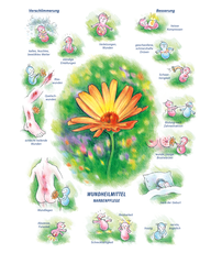 Arzneimittelbild Calendula. Wundheilmittel, Narbenpflege.