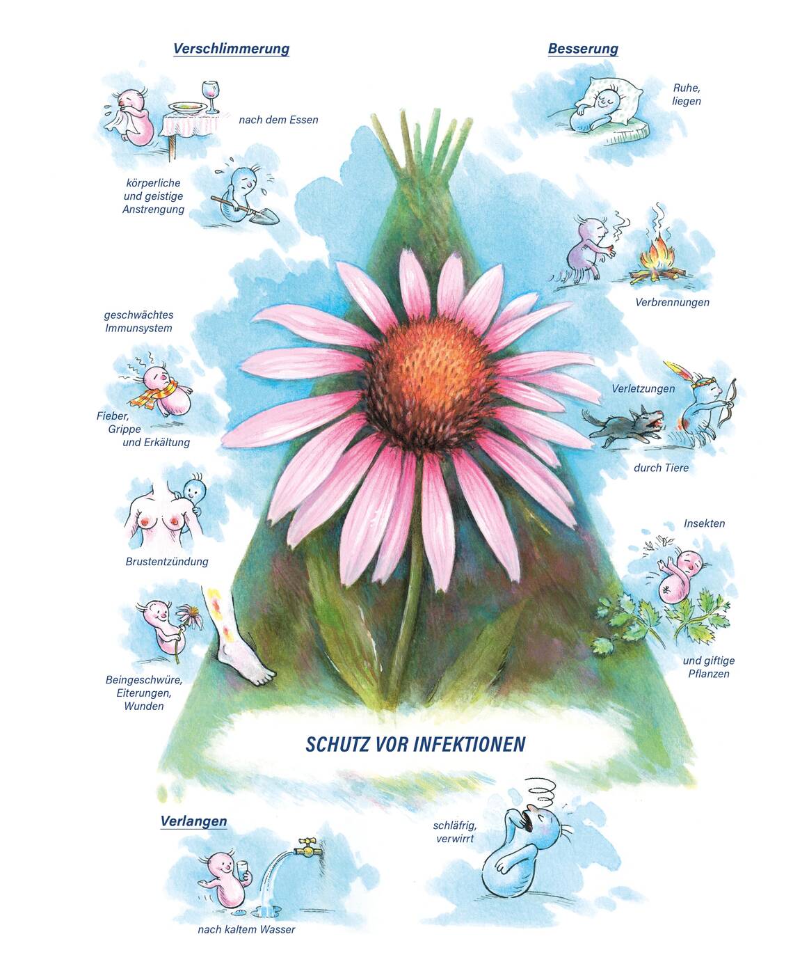 Arzneimittelbild Echinacea. Schutz vor Infektion.