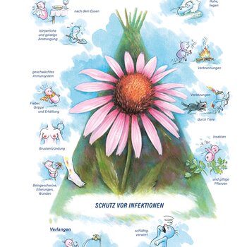Arzneimittelbild Echinacea. Schutz vor Infektion.