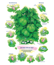 Arzneimittelbild Cardiospermum. Ein Herz für die Haut. Entzündungshemmend, Juckreizstillend.