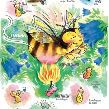 Arzneimittelbild Apis. Stechen, Schwellung, Brennen.