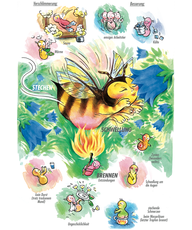 Arzneimittelbild Apis. Stechen, Schwellung, Brennen.