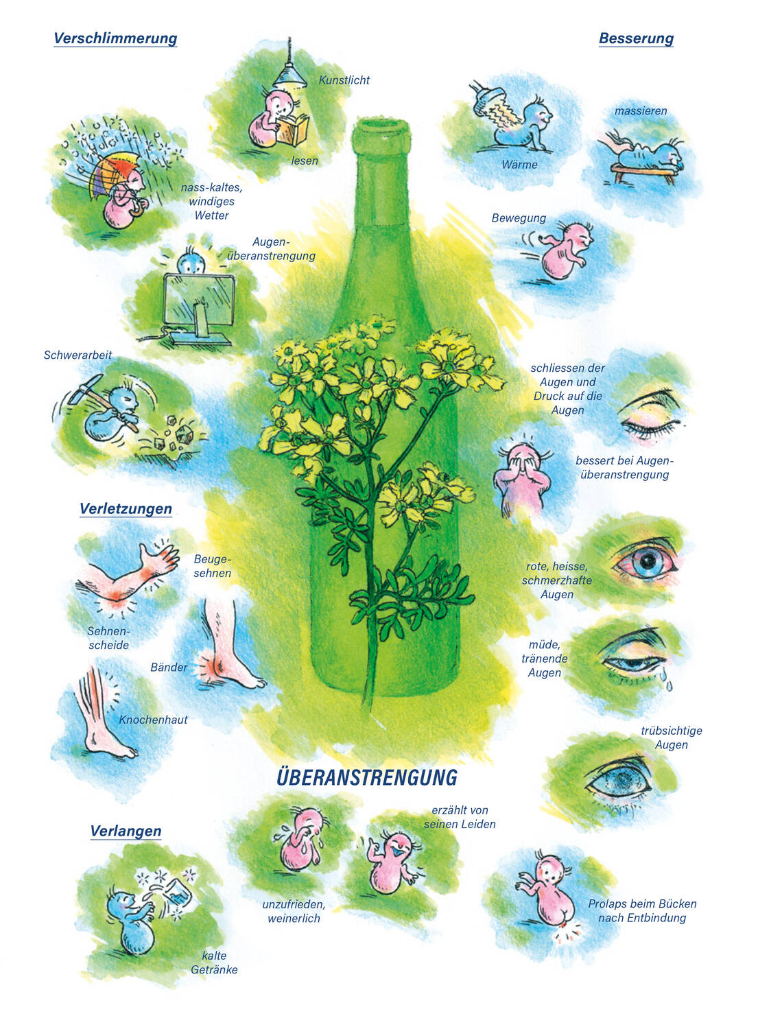 Arzneimittelbild Ruta. Überanstrengung