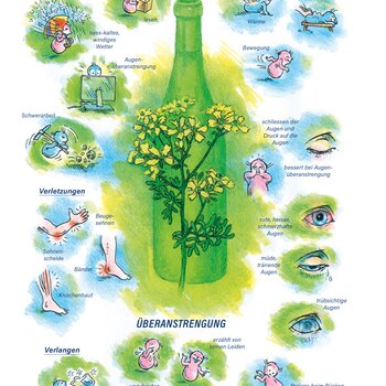 Arzneimittelbild Ruta. Überanstrengung