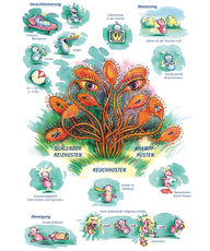 Arzneimittelbild Drosera. Keuchhusten