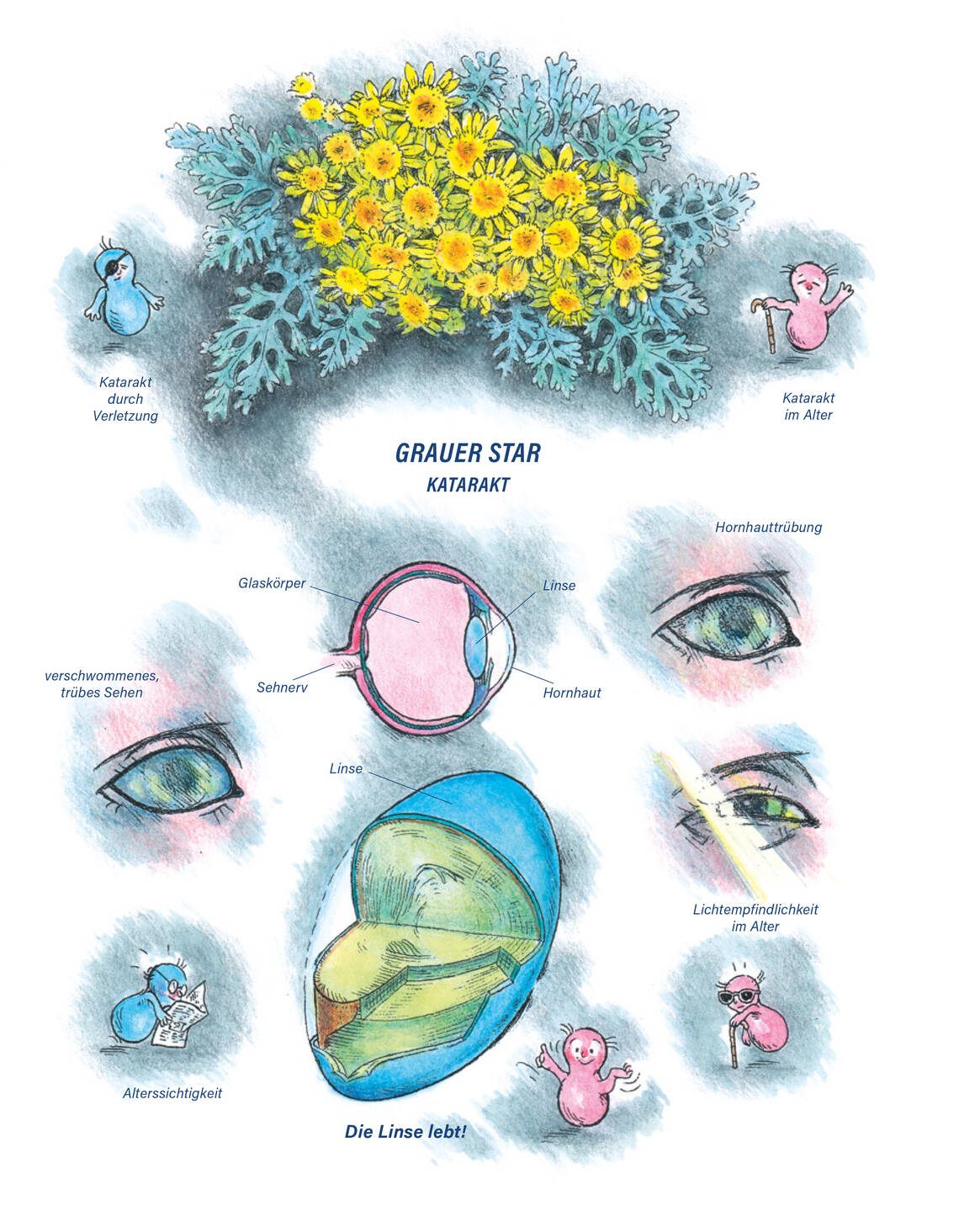Arzneimittelbild Cineraria maritima. Grauer Star.