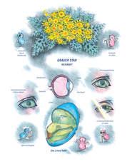Arzneimittelbild Cineraria maritima. Grauer Star.
