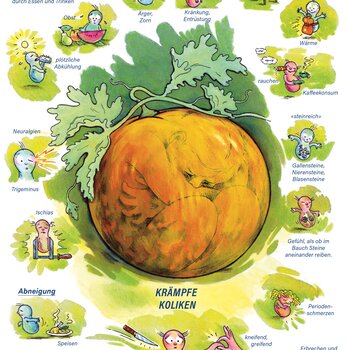 Arzneimittelbild Colocynthis. Krämpfe, Koliken