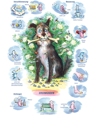 Arzneimittelbild Ledum. Stichwunden