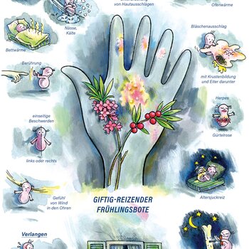 Arzneimittelbild Mezereum. Giftig, reizender Frühlingsbote