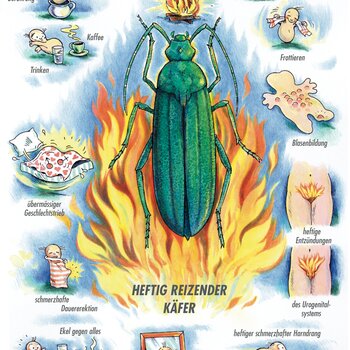 Arzneimittelbild Cantharis. Heftig reizender Käfer.