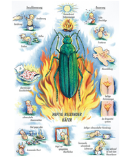 Arzneimittelbild Cantharis. Heftig reizender Käfer.