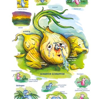 Arzneimittel Allium cepa. Scharfer Schnupfen | © Sven Hartmann