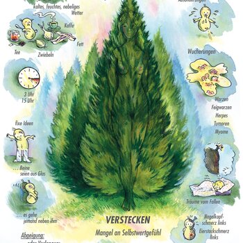 Arzneimittelbild Thuja. Verstecken, Mangel an Selbstwertgefühl | © Sven Hartmann