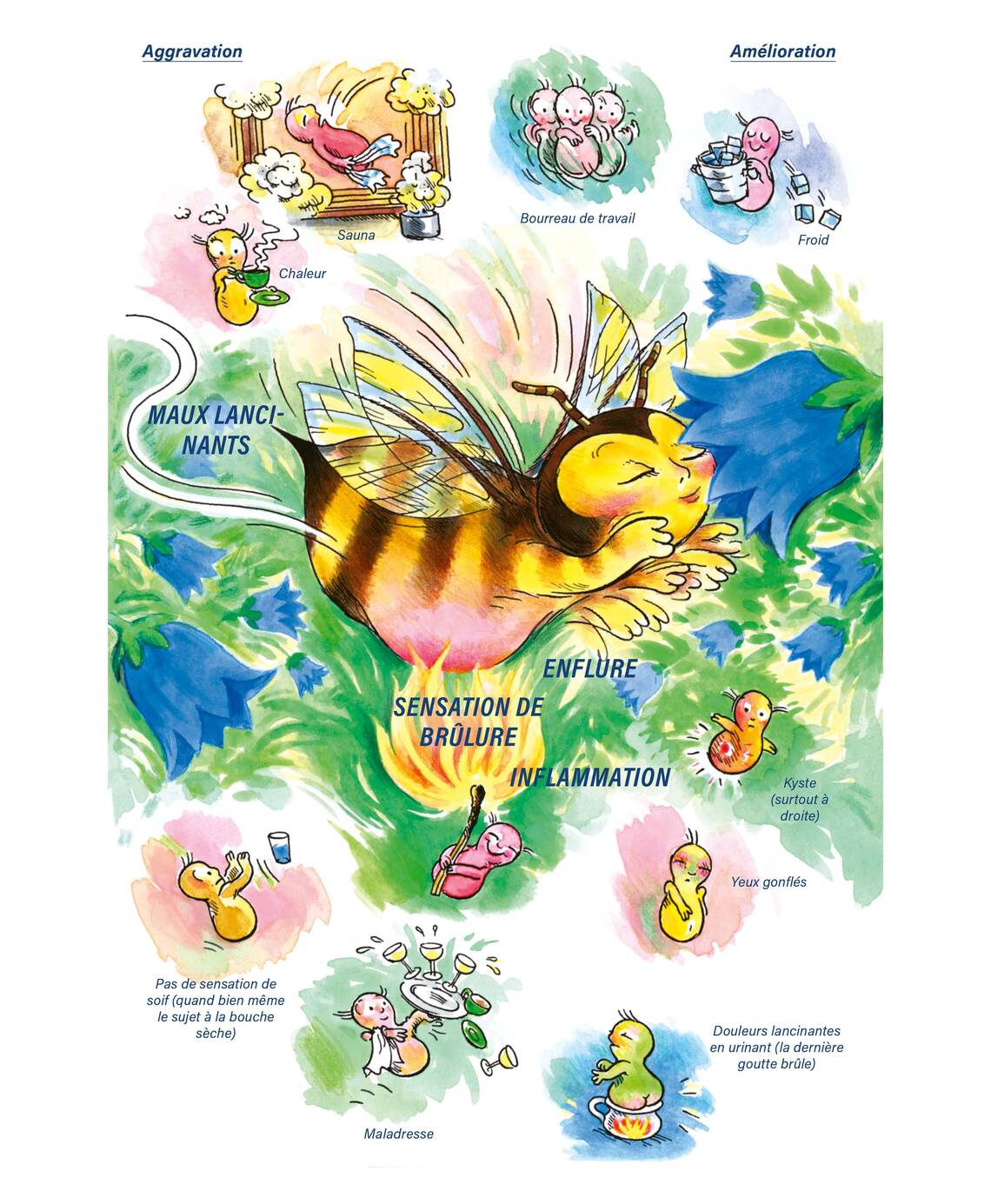 Tableaux médicaux Apis mellifica. Enflure, sensation de brûlure, inflammation