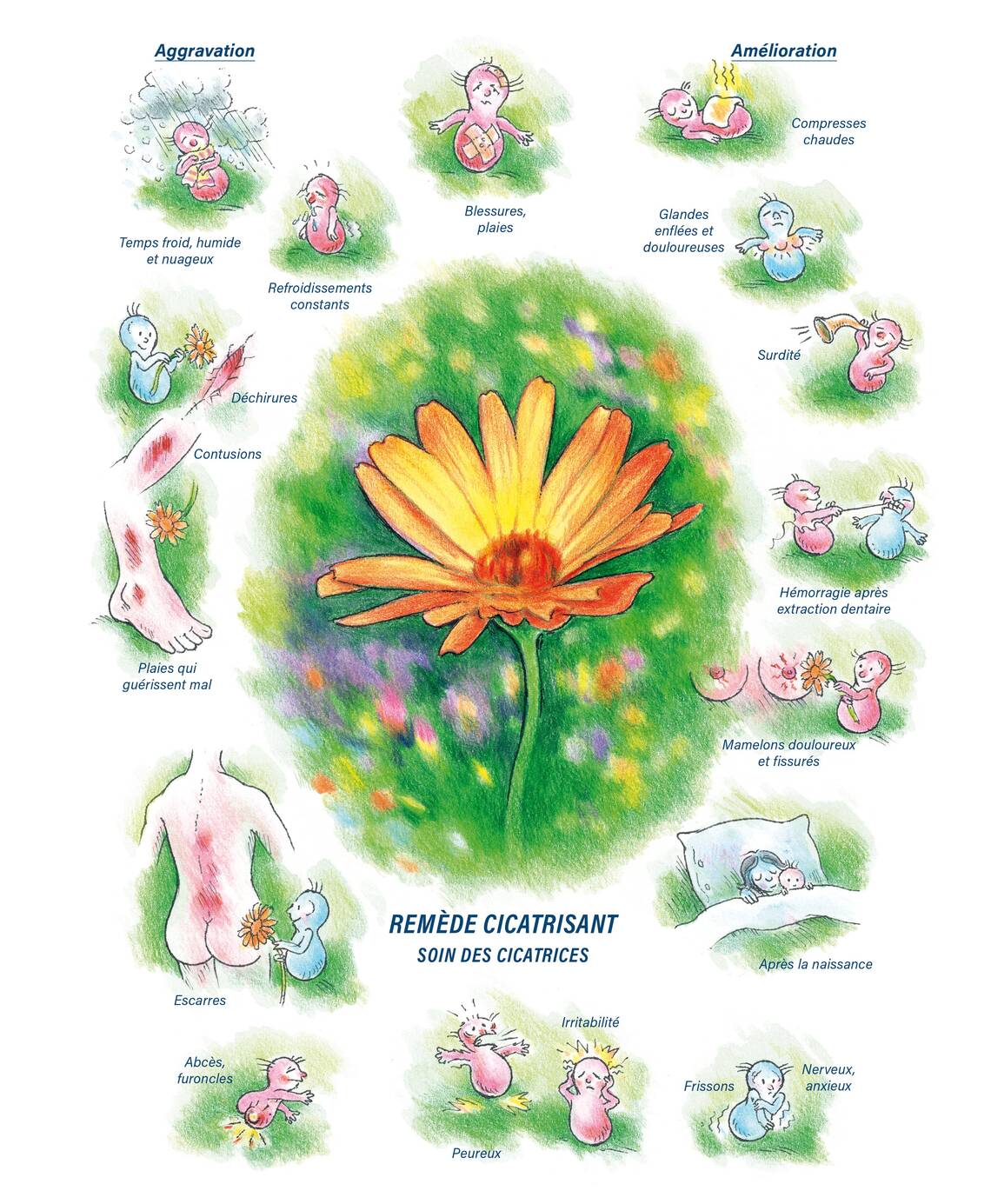 Tableaux médicaux Calendula. Remède cicatrisant.