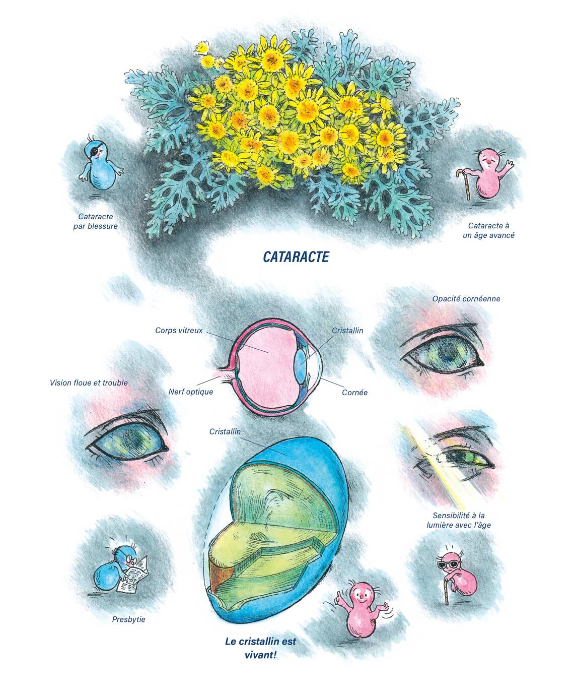 Tableaux médicaux Cineraria maritima. Cataracte.