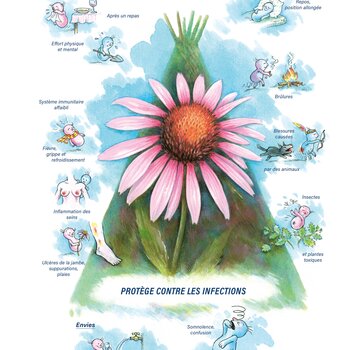 Tableaux médicaux Echinacea. Protège contre les infections.