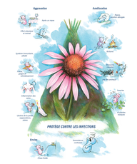 Tableaux médicaux Echinacea. Protège contre les infections.