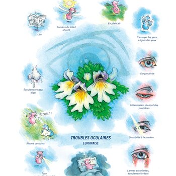 Tableaux médicaux Euphraise. Troubles oculaires