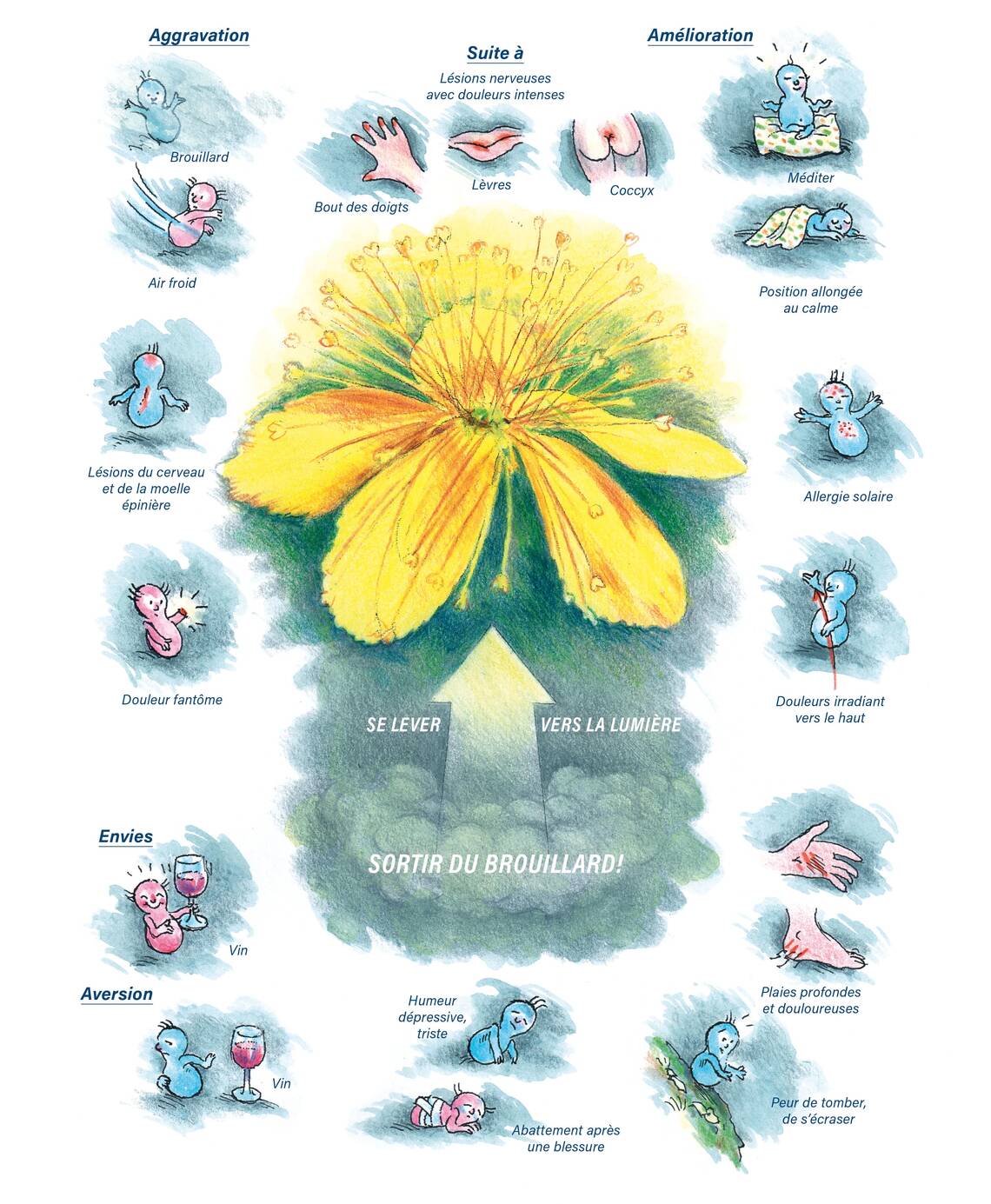 Tableaux médicaux Hypericum. Se lever vers la lumière.