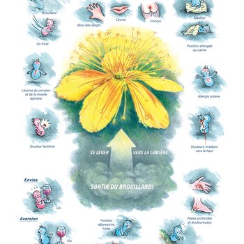 Tableaux médicaux Hypericum. Se lever vers la lumière.