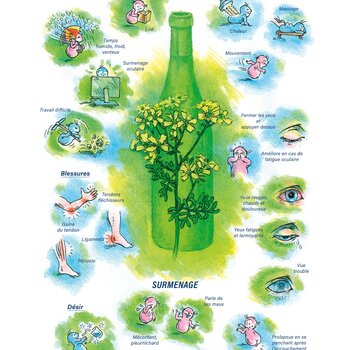 Tableaux médicaux Ruta graveolens. Surmenage.