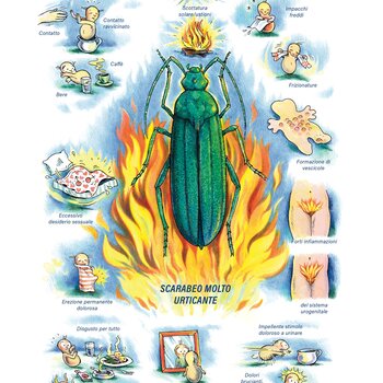 Quadro farmacologico Cantharis. Scarabeo molto urticante.