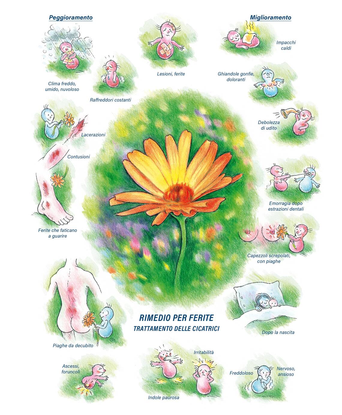 Quadro farmacologico Calendula. Rimedio per ferite.