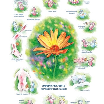 Quadro farmacologico Calendula. Rimedio per ferite.