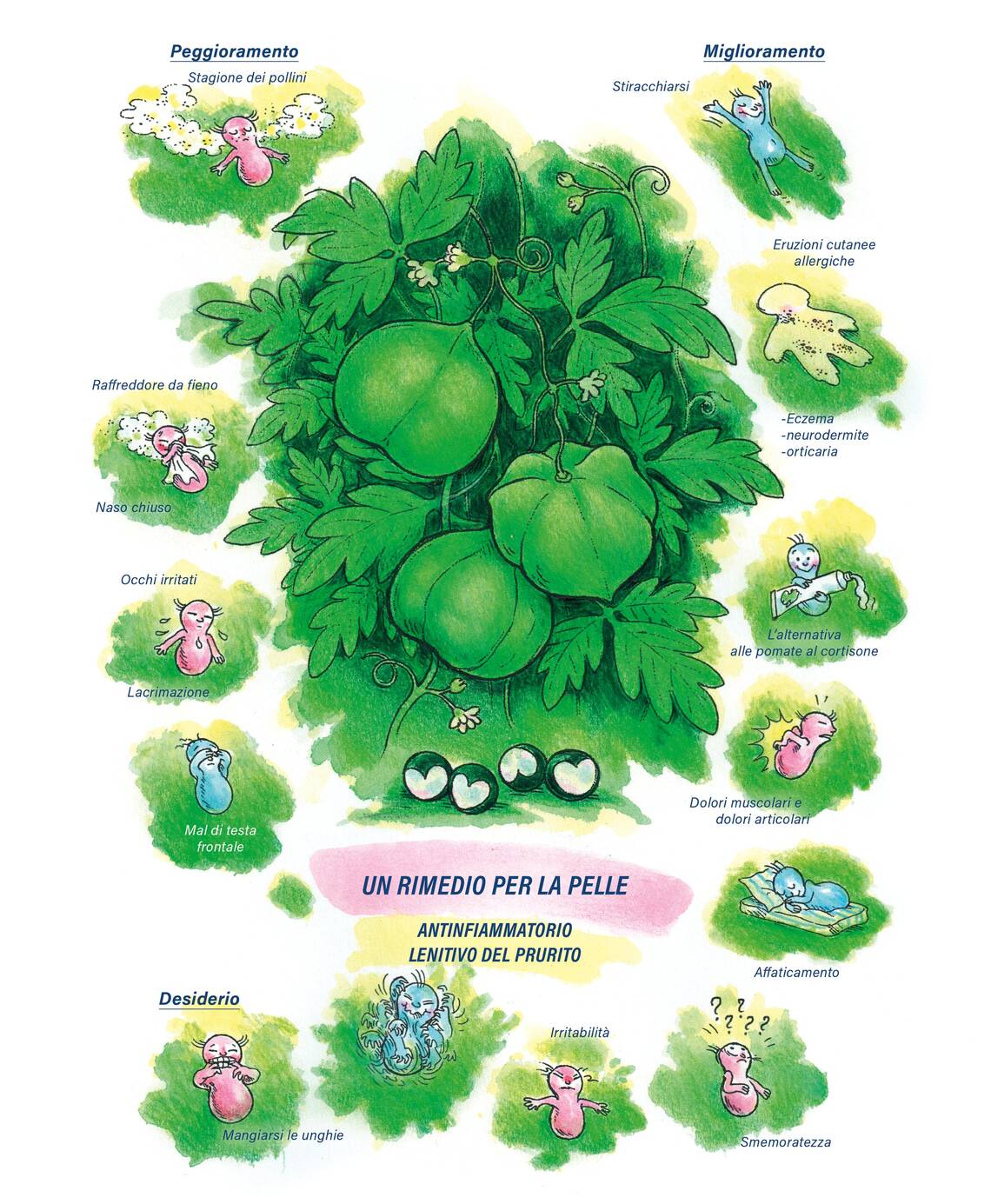 Quadro farmacologico Cardiospermum. Un rimedio per la pelle.