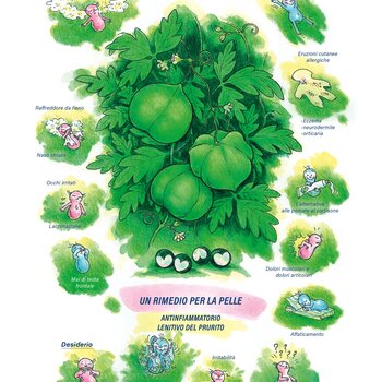 Quadro farmacologico Cardiospermum. Un rimedio per la pelle.