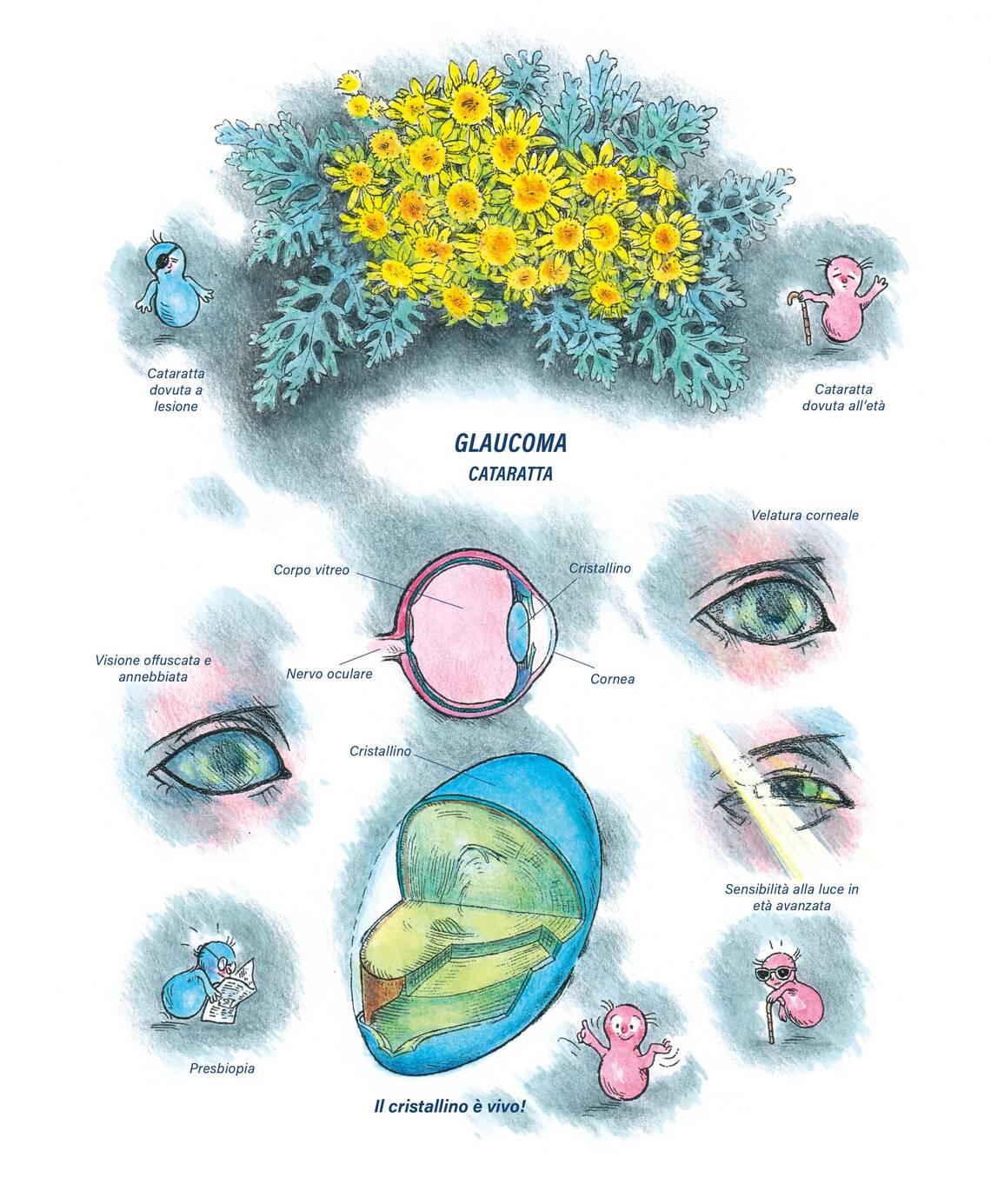 Quadro farmacologico Cineraria maritima. Glaucoma, Cataratta.
