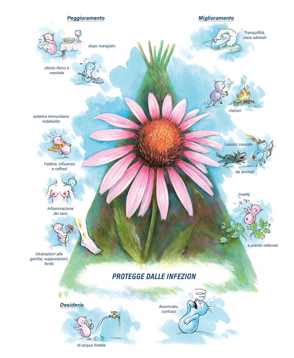 Quadro farmacologico Echinacea. Protegge dalle infezion.