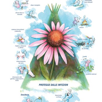 Quadro farmacologico Echinacea. Protegge dalle infezion.
