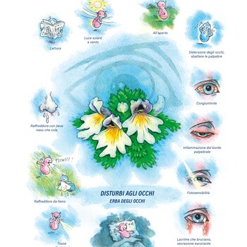 Quadro farmacologico Euphrasia. Disturbi agli occhi.