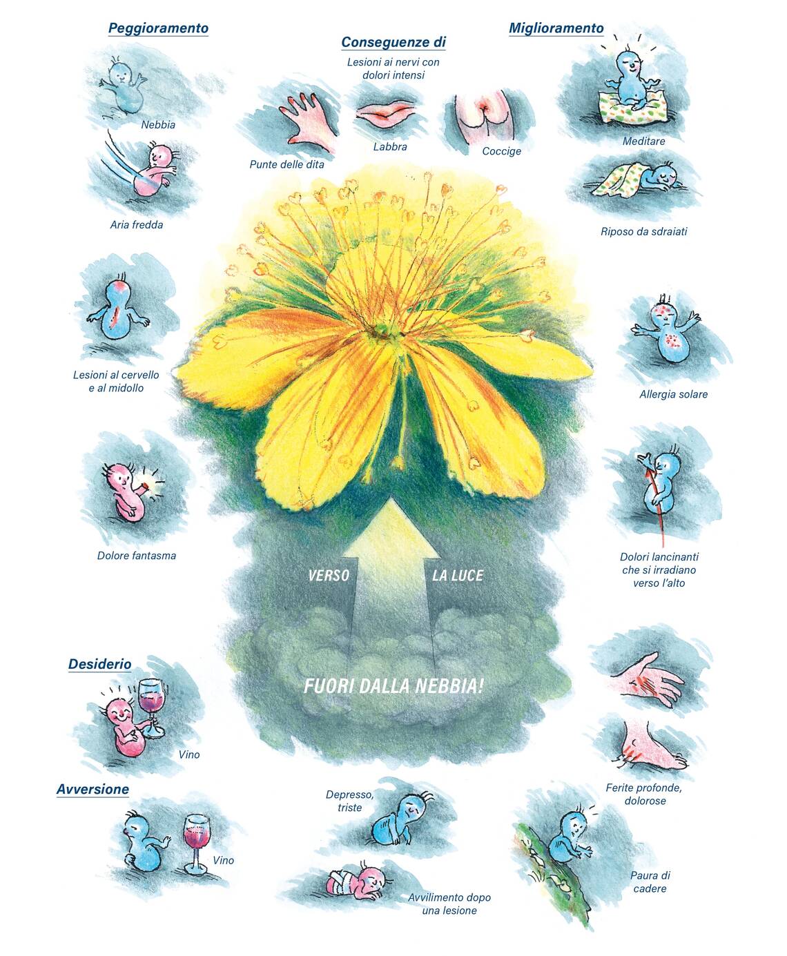 Quadro farmacologico Hypericum. Verso la luce, fuori dalla nebbia.