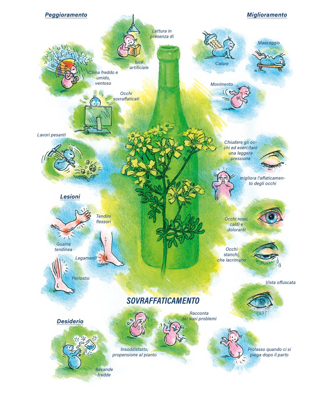 Quadro farmacologico Ruta graveolens. Sovraffaticamento.