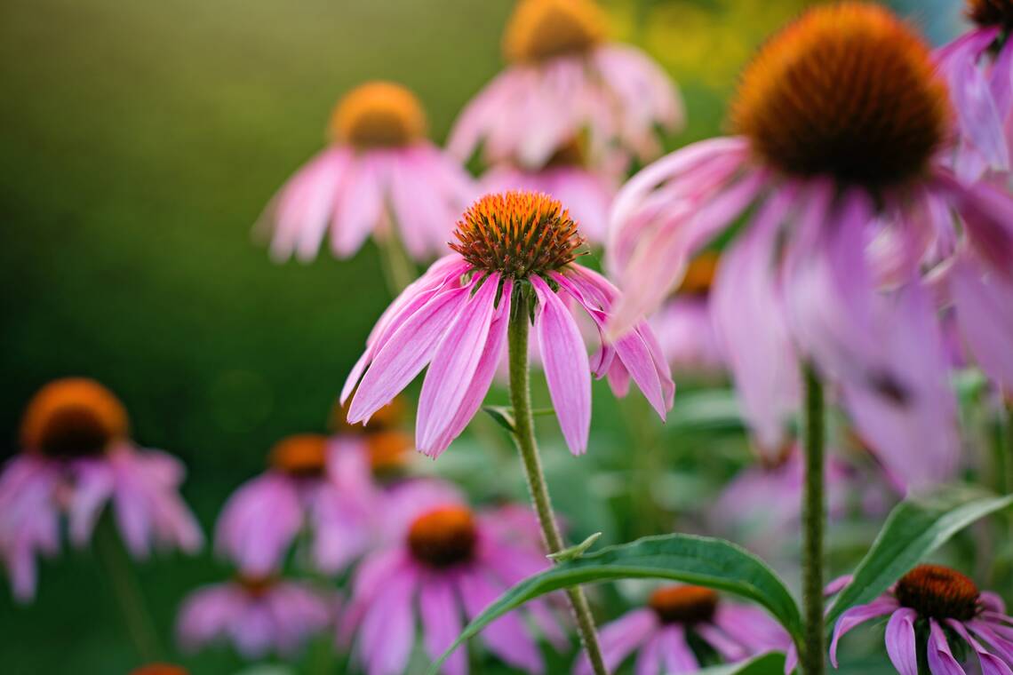 mehrere Blühtenköpfe der Echinacea in Abendlicht | © Annemarie Grudën_via Unsplash