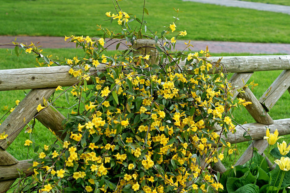 Gelber Gelsemium Strauch, der an einem Gartenhag entlang wächst.
