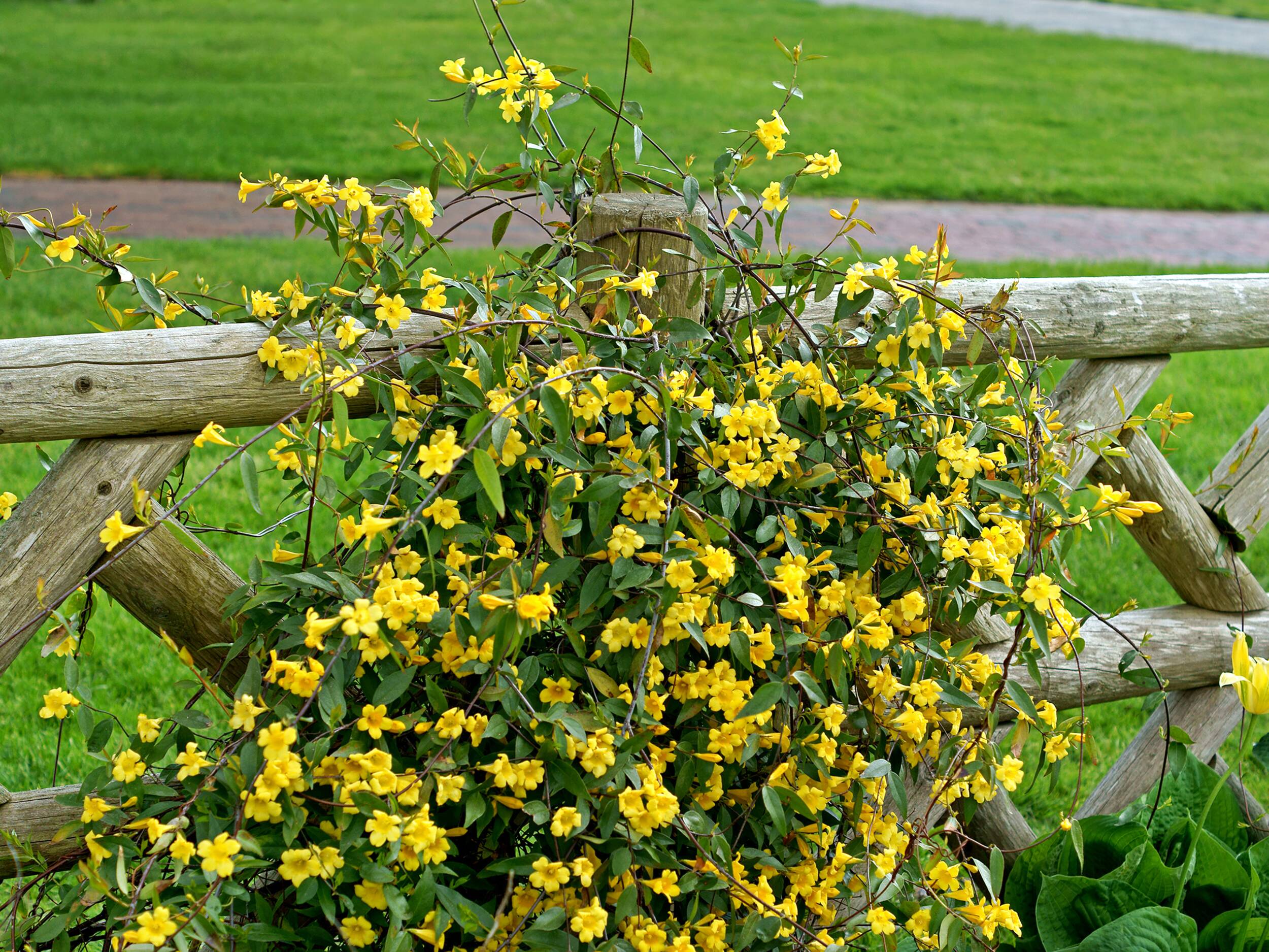 Gelber Gelsemium Strauch, der an einem Gartenhag entlang wächst. | © Adobestock