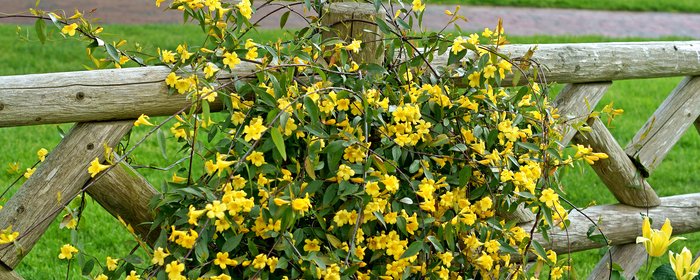 Gelber Gelsemium Strauch, der an einem Gartenhag entlang wächst. | © Adobestock