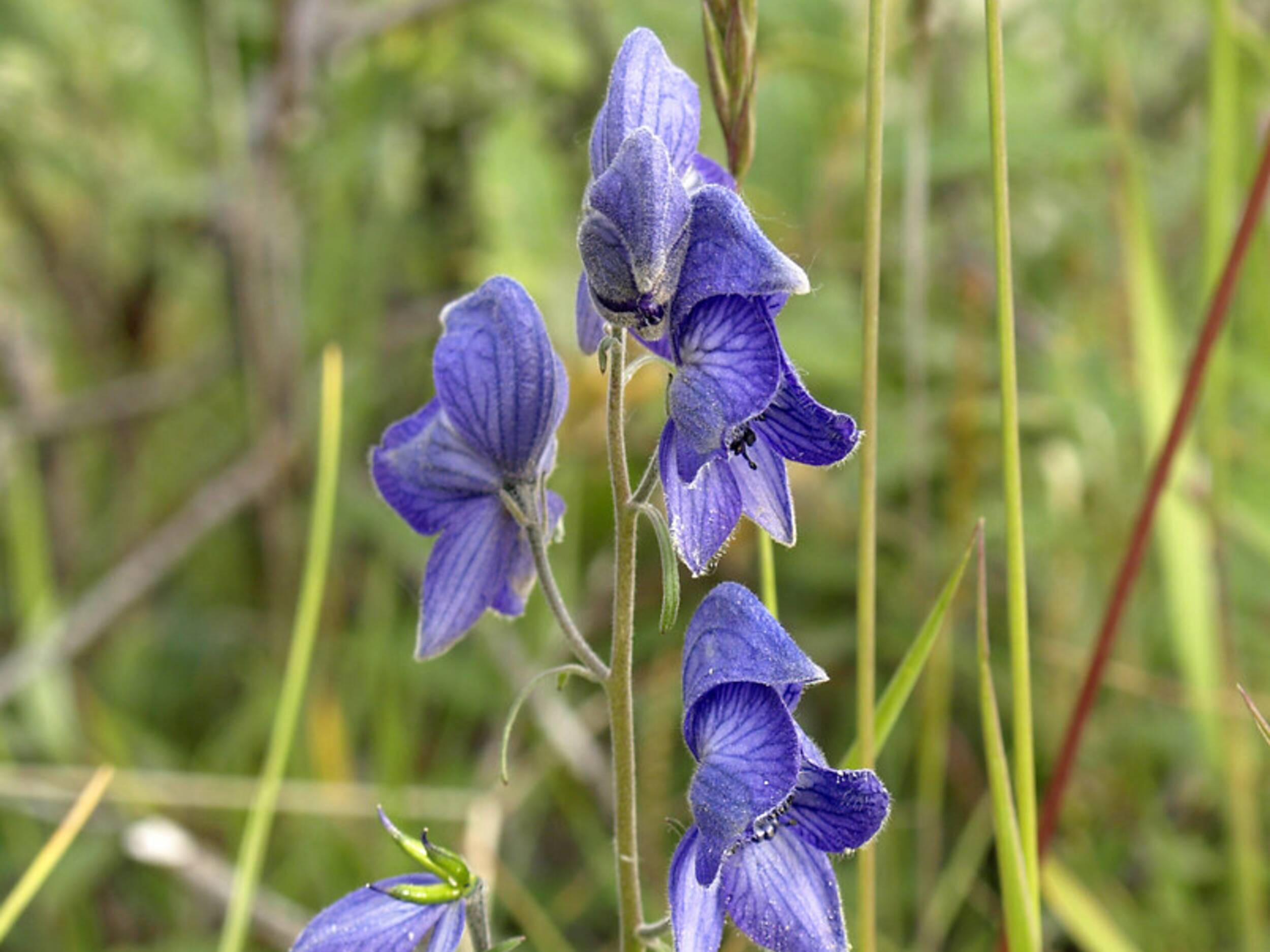 Where Does Aconitum Napellus Come From? – OQJPQB