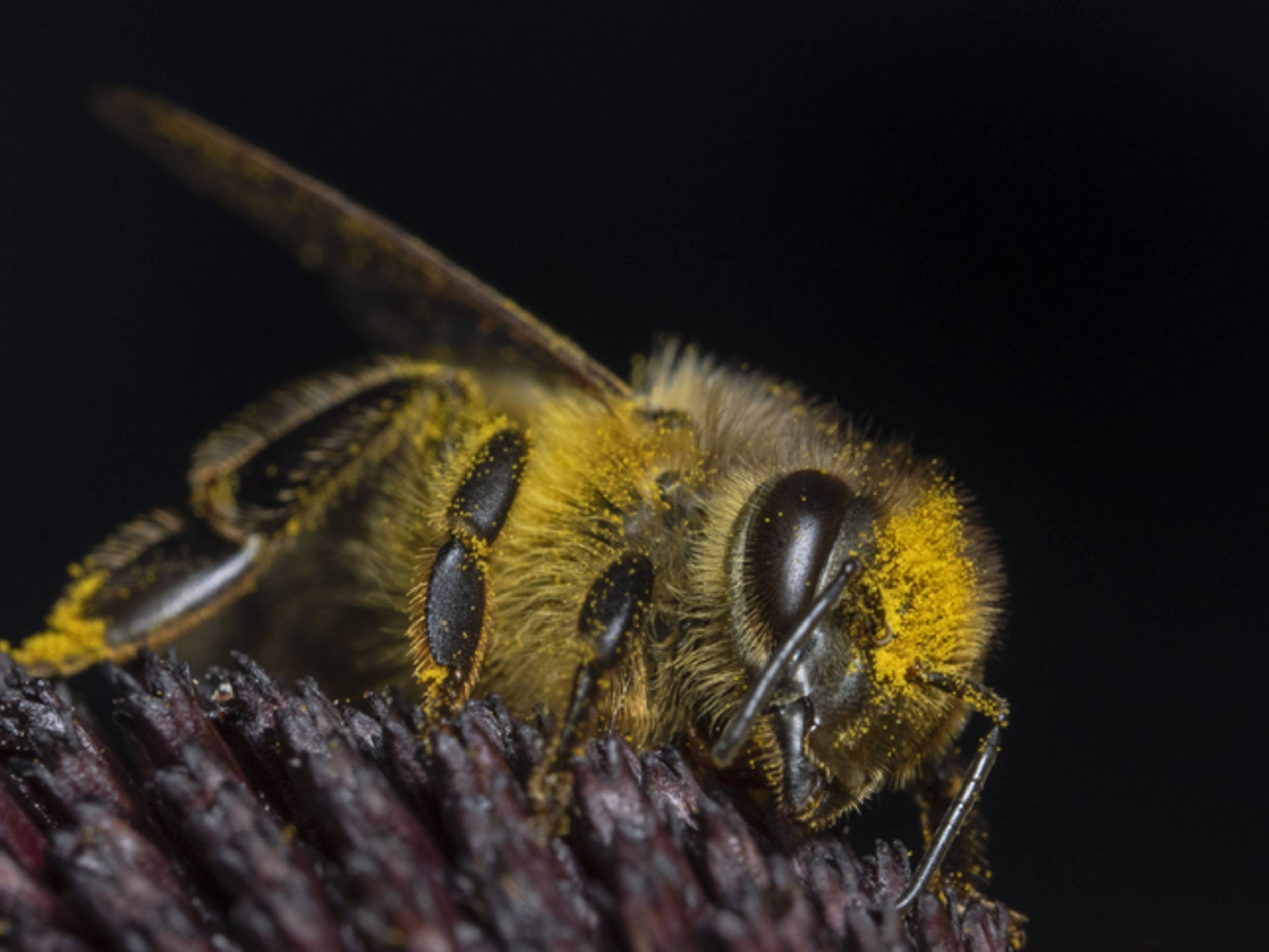 Nahaufnahme einer Biene auf Blütenkopf.