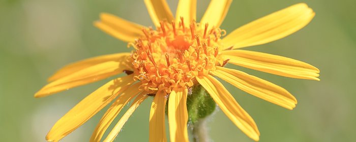 Nahaufnahme einer Arnica montana Blüte in einer Wiese