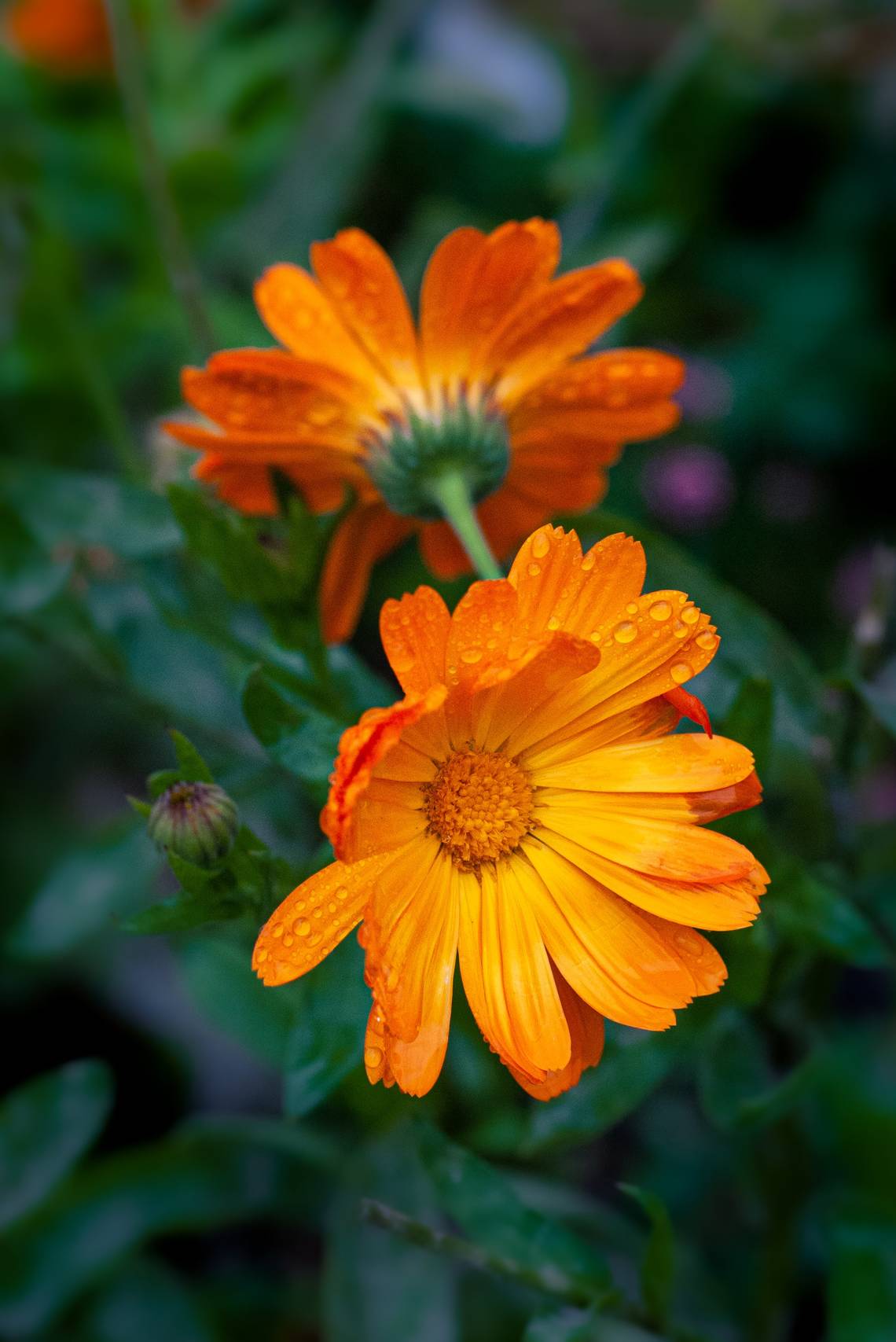 Nahaufname einer orangen Callendula Blüten mit Morgentau | © Yoksel Zok_via Unsplash