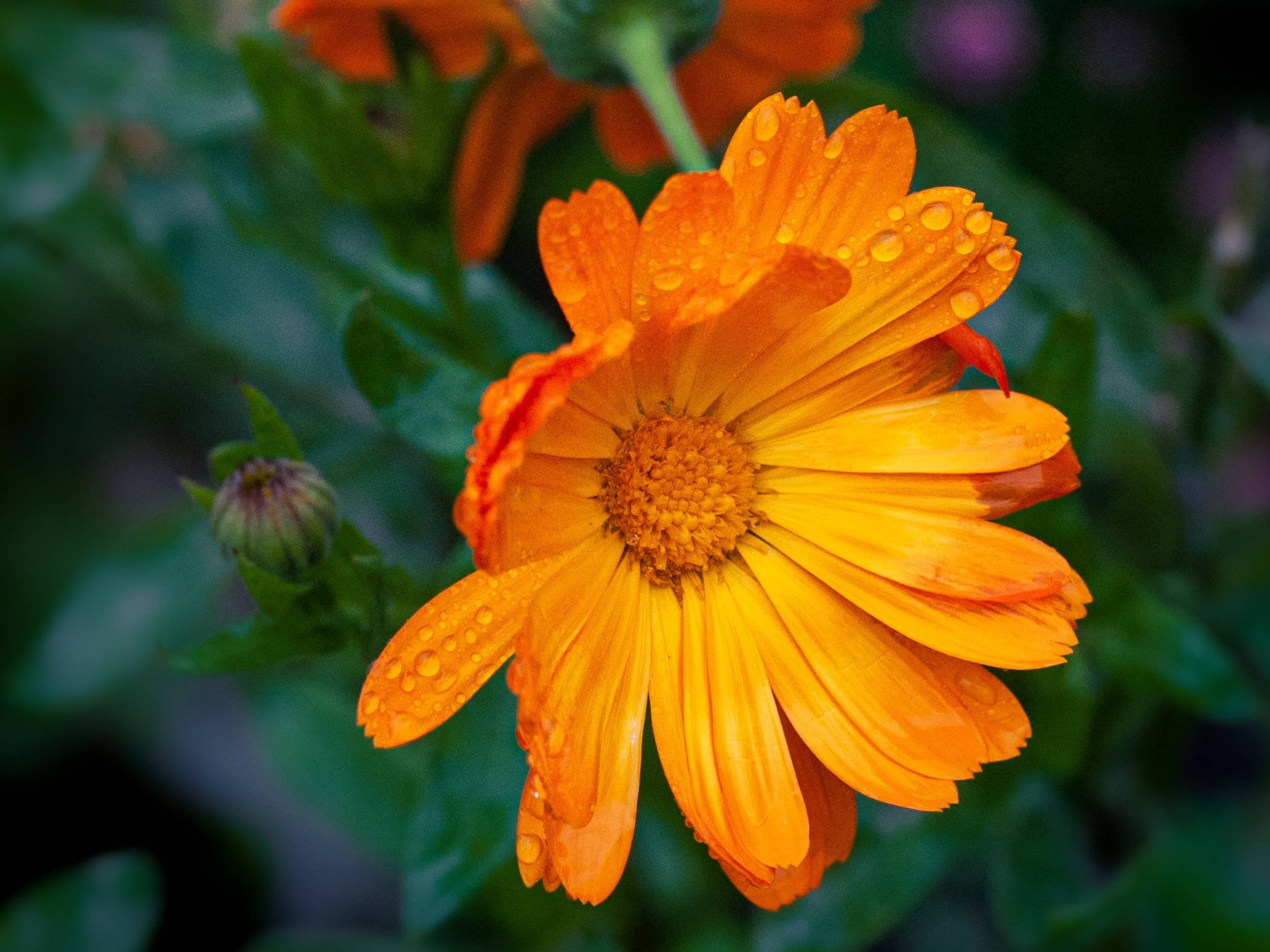 Nahaufname einer orangen Callendula Blüten mit Morgentau | © Yoksel Zok via Unsplash